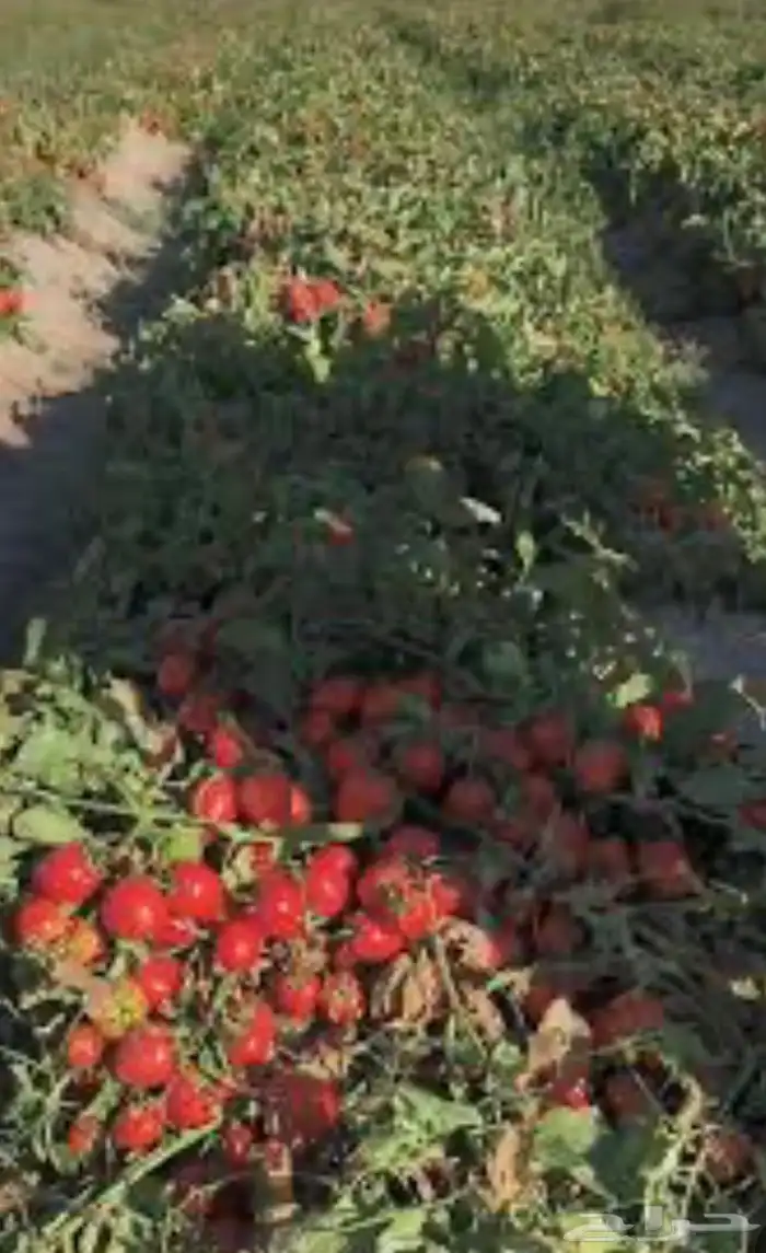 مطلوب مزارع للا اجار 1