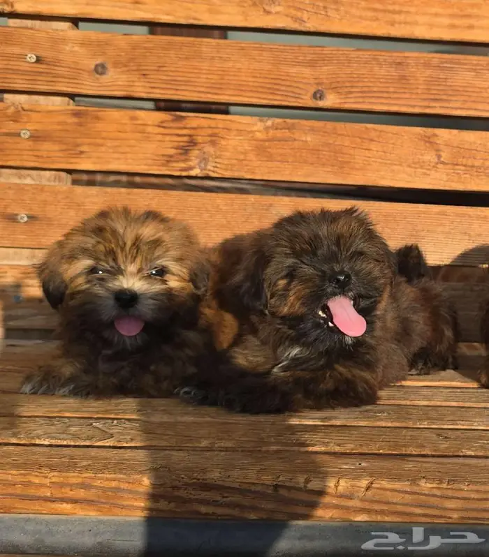 شيتزو سوبر ميني اقزام مستوى توب 8