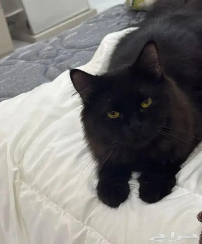 قطة تبني 2