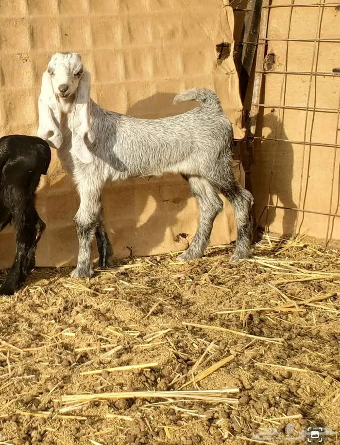 عنز عارضية طيبة بالحيل تحتها تيس وجفرة 4