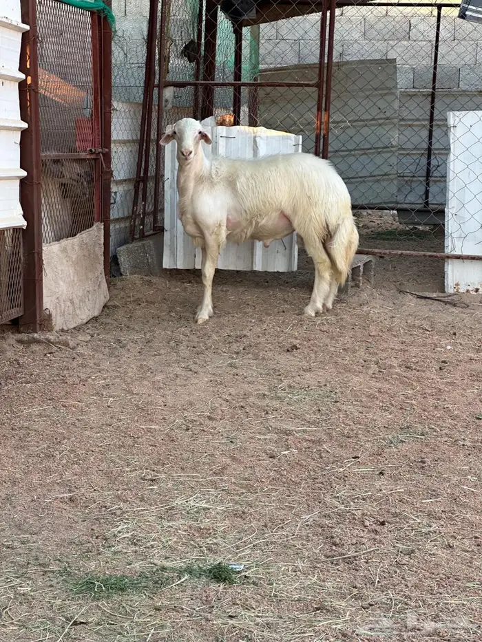 مشروع فحل اصفر فاخر 3