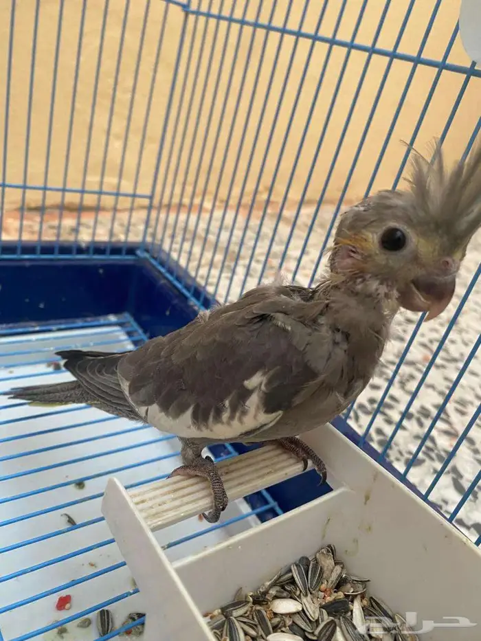 فرخ كروان اليف نهايه فطام 0