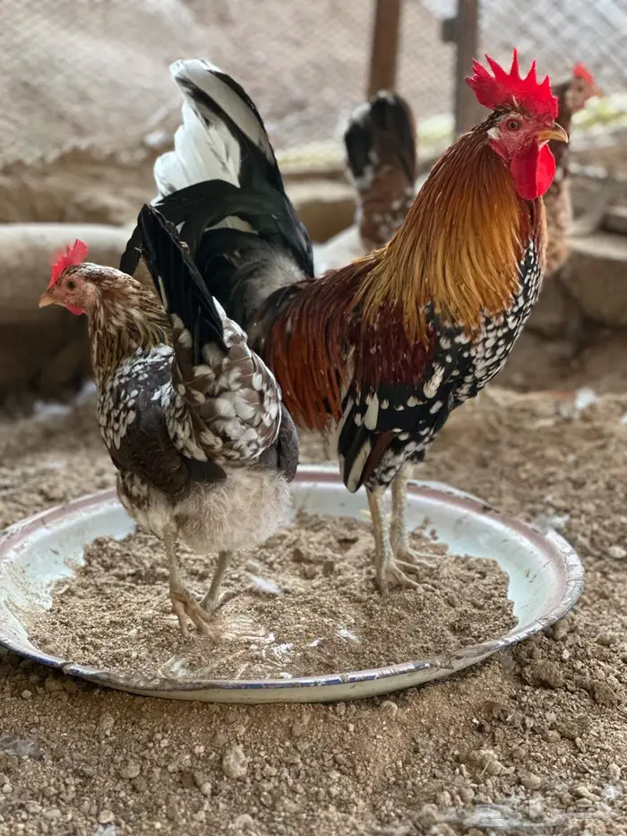 ماكنتوش اصيل فاخر منوة للتربية 7