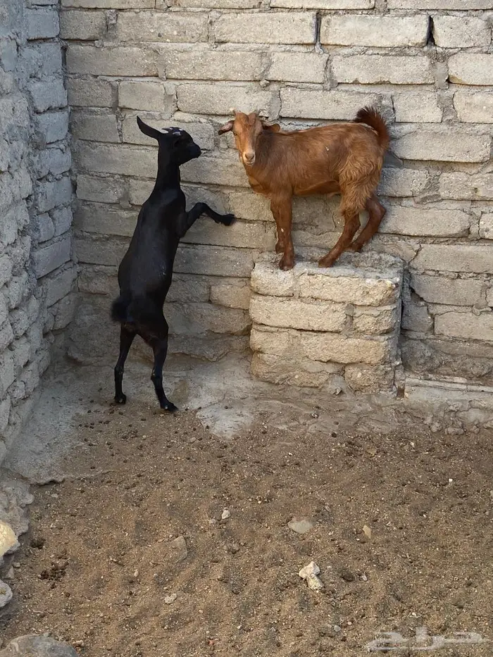 تيس وجفره للبيع 1