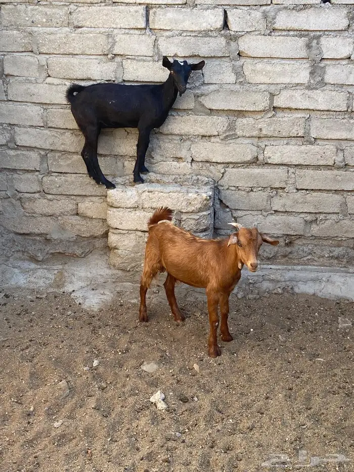 تيس وجفره للبيع 0