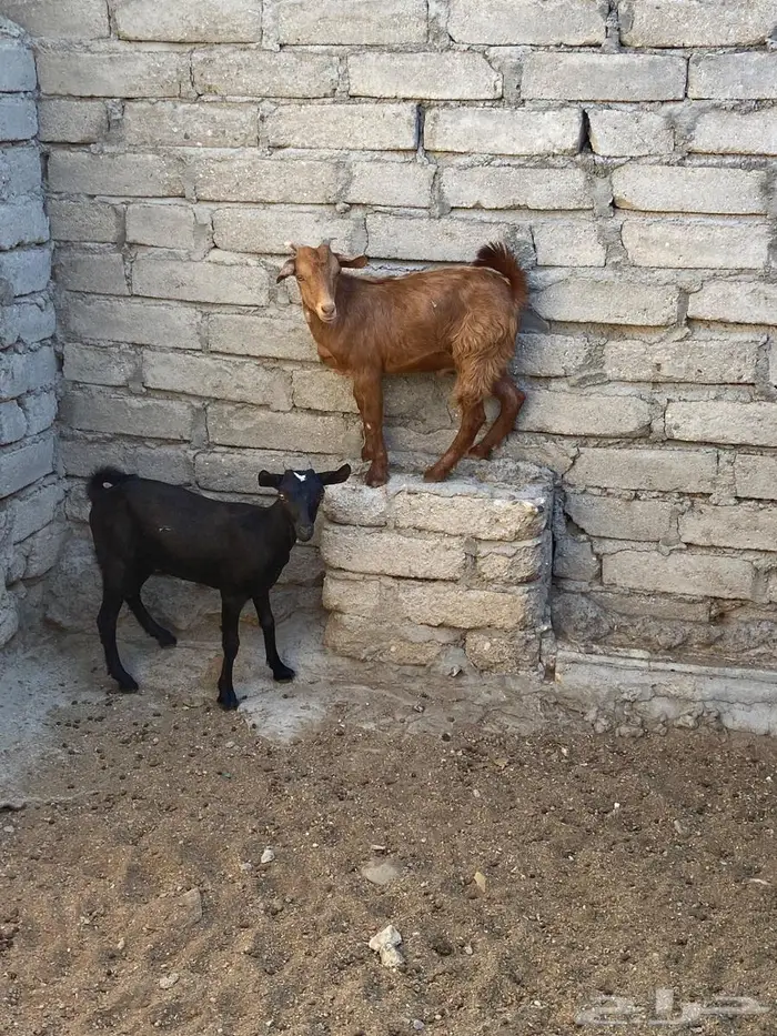 تيس وجفره للبيع 2