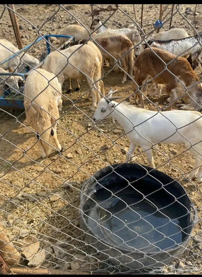 الباحه.. الحجره وادي رما 2