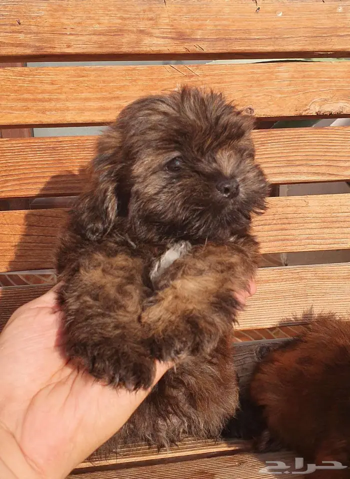 شيتزو سوبر ميني اقزام مستوى توب 21