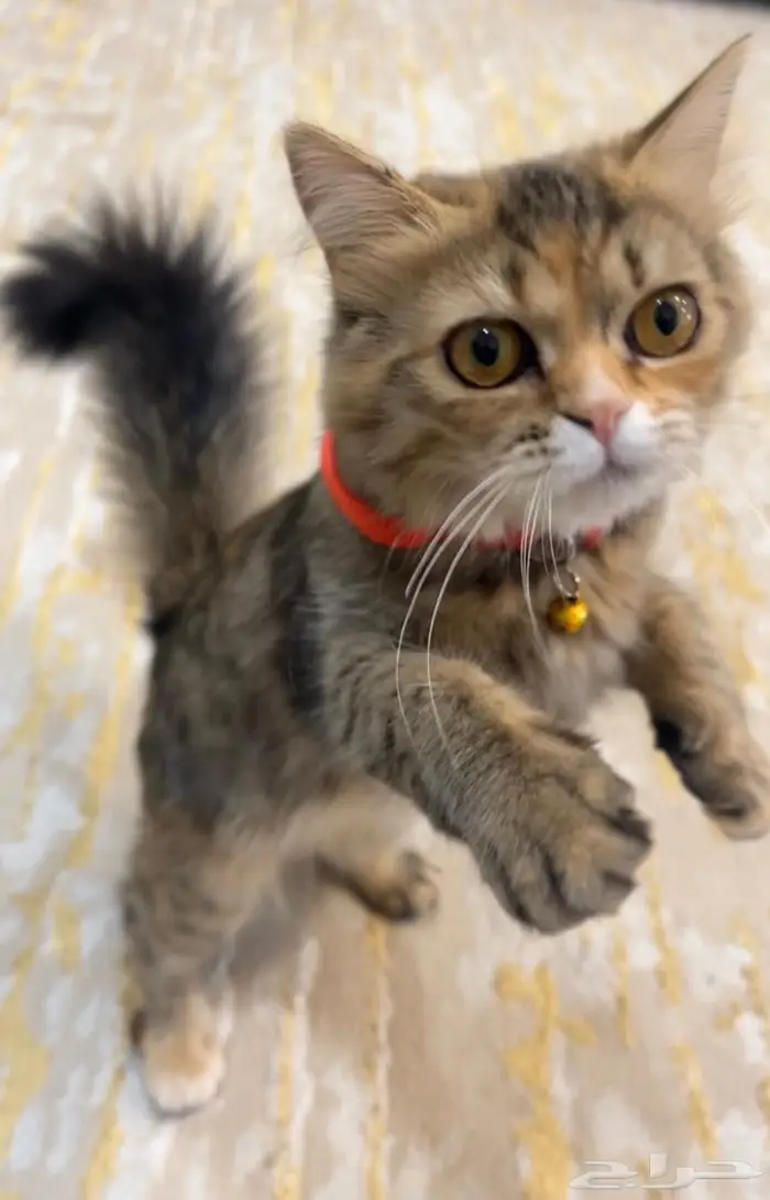 قطه للتبني الدمام 0