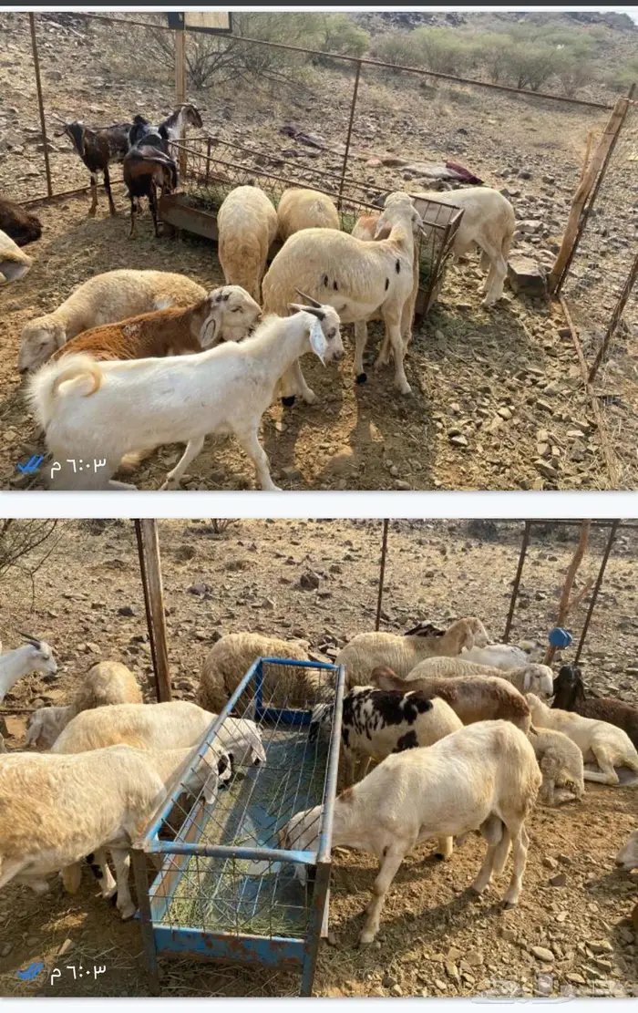 الباحه.. الحجره وادي رما 4