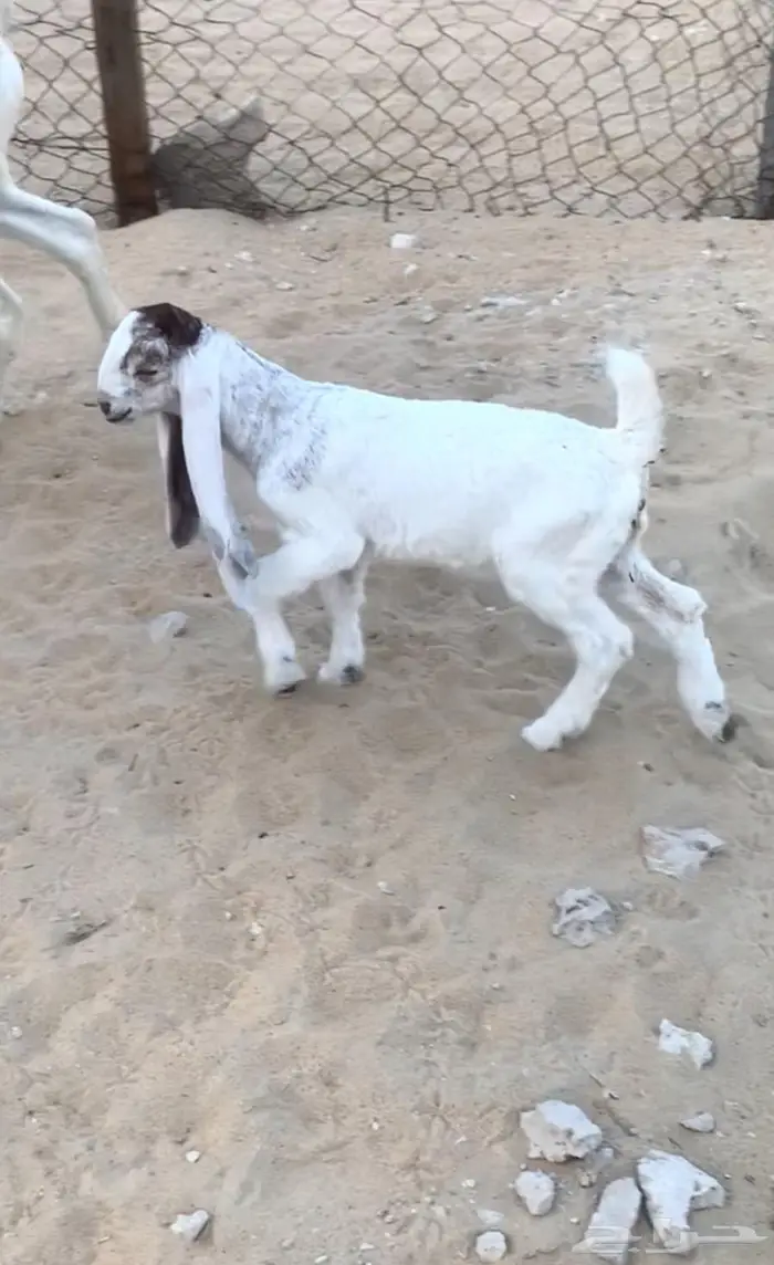 تيس داغور شرط الصحه والسلامه 0