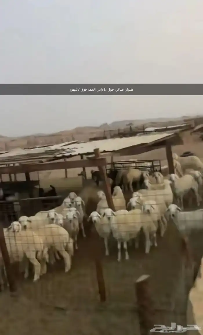 طليان ورخال 4