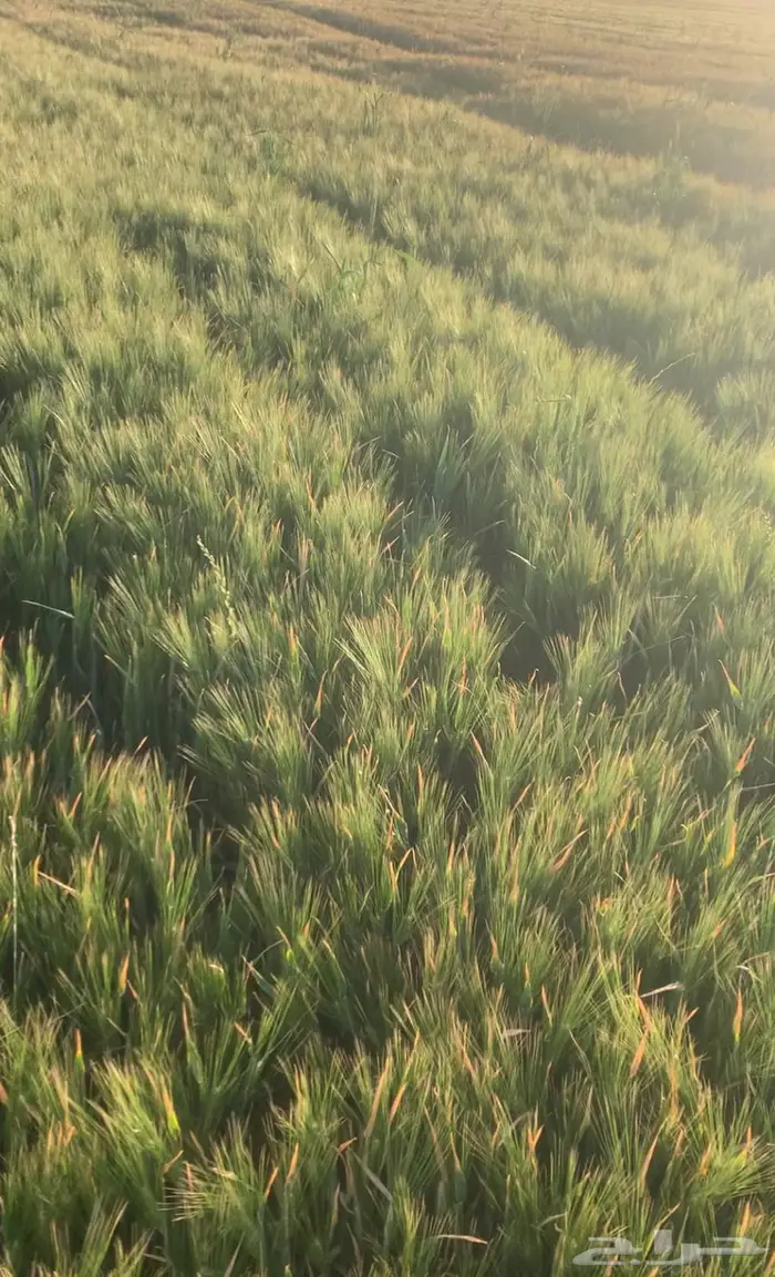 بذر شعير سداسي صافي 3