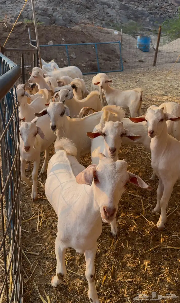 للبيع غنم معزا خلفات 0