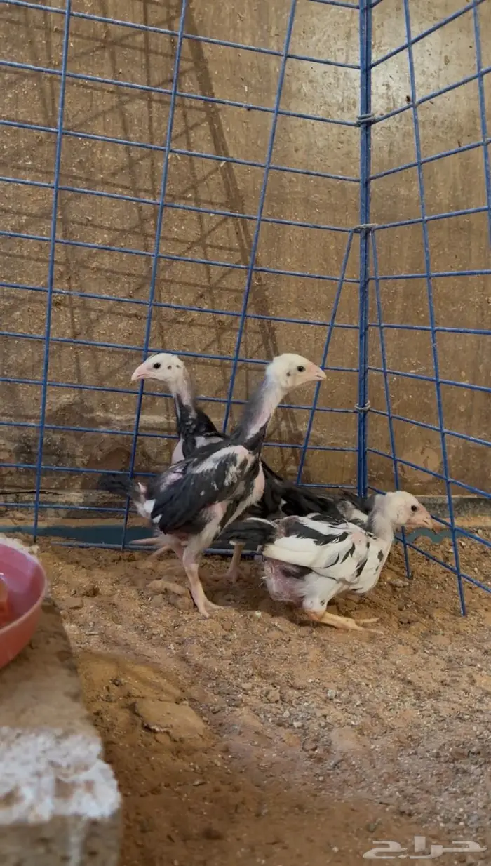 فروخ شامو الماني هزاز 0