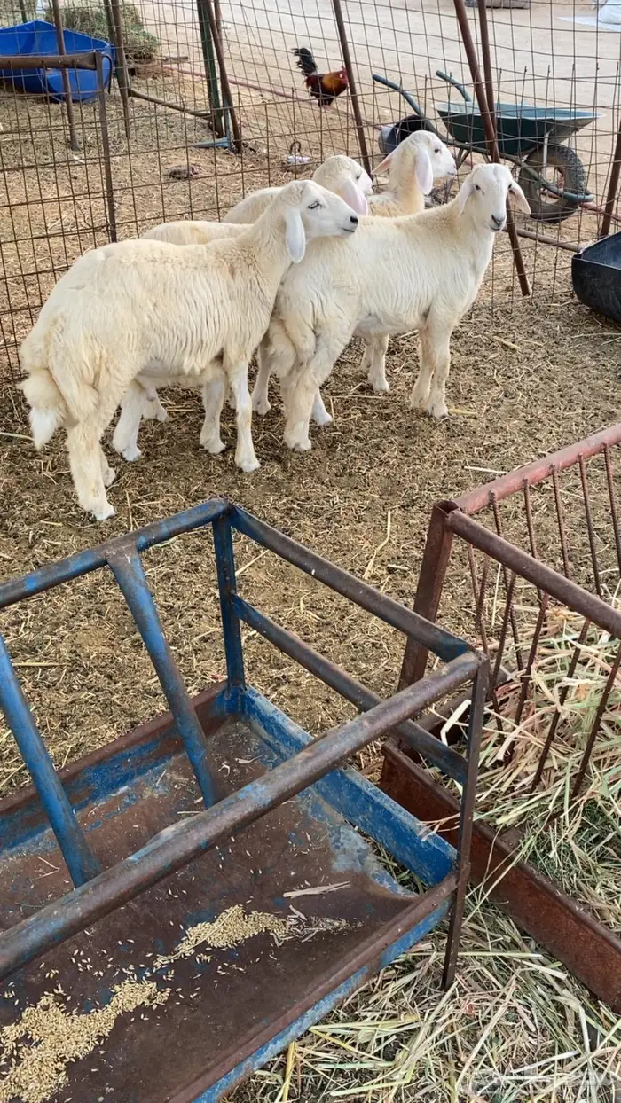 طليان ورخال حريات 0