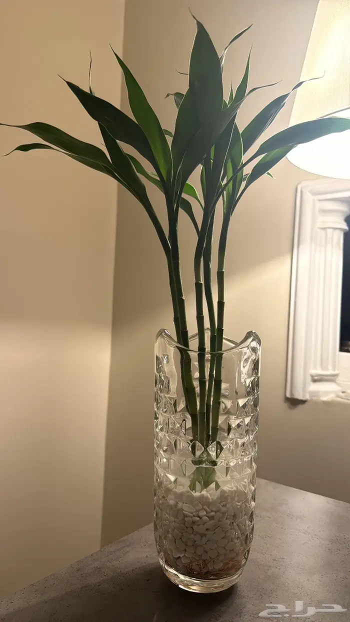 نبات ساق البامبو 1