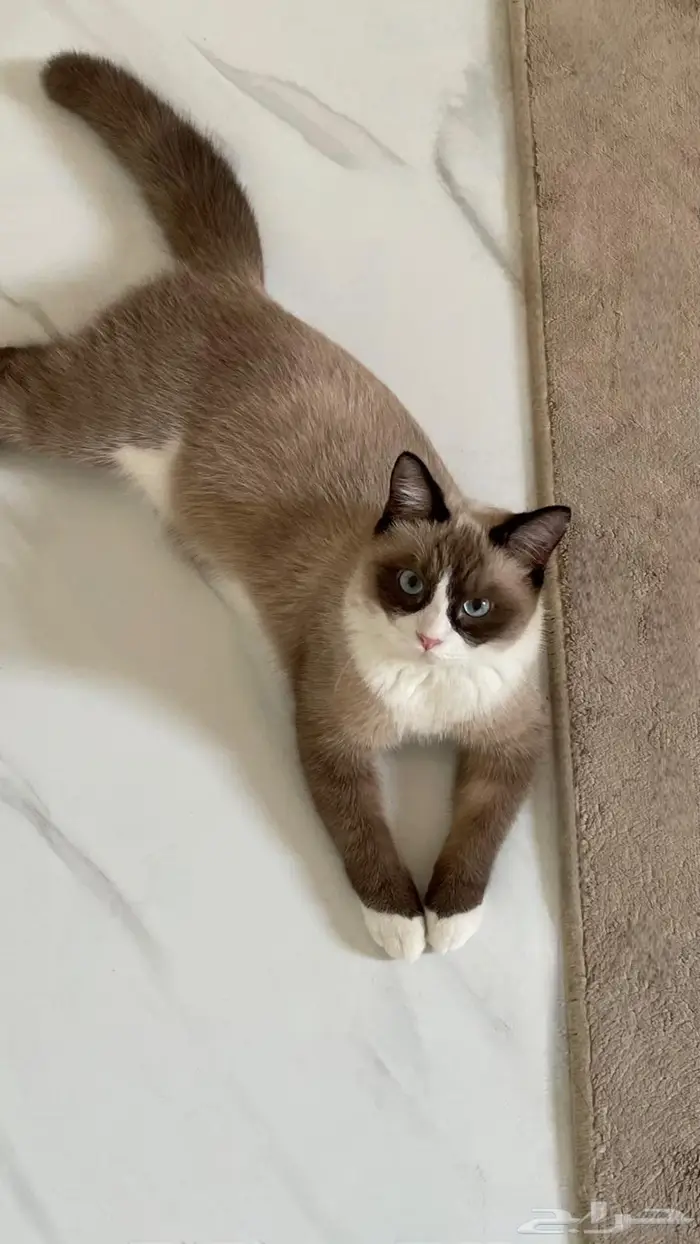 قط لتبني ذكر 0