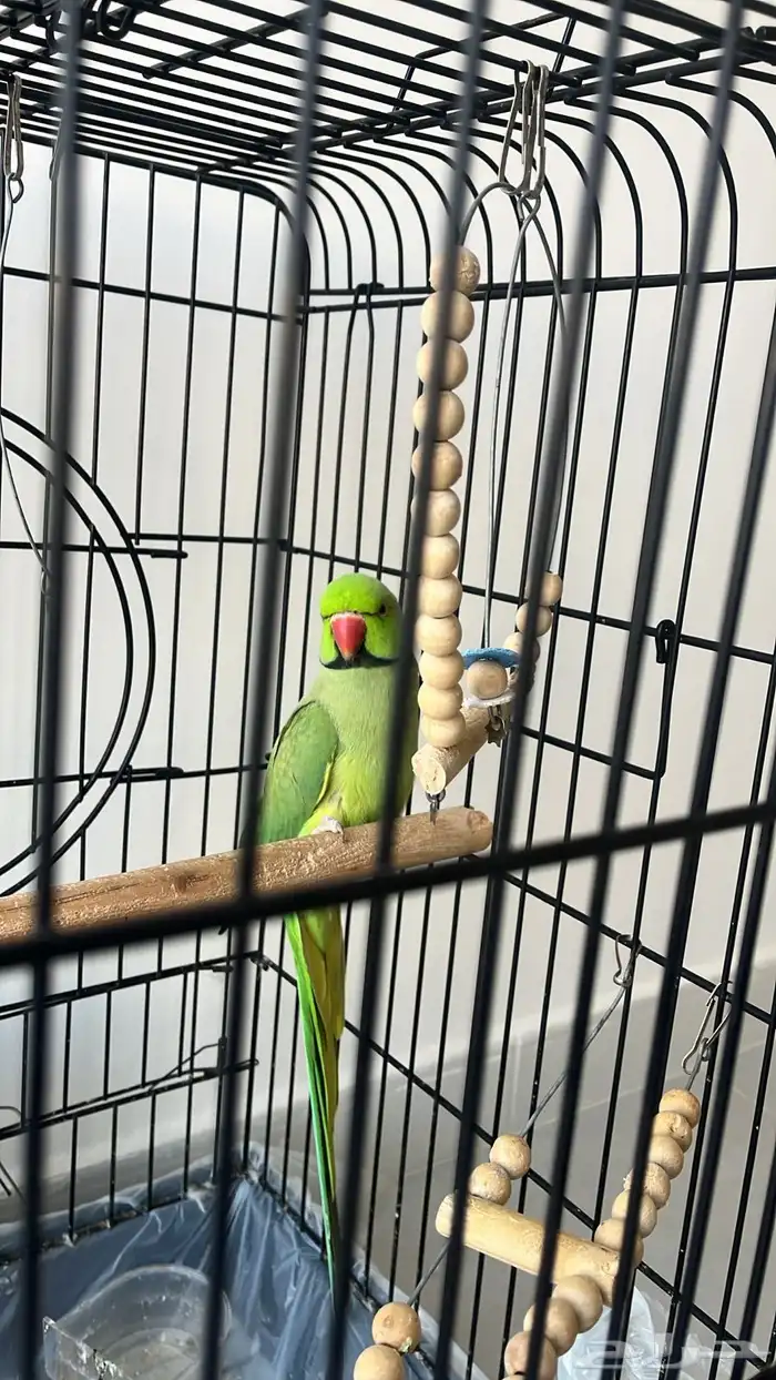 طير دره متكلم 0