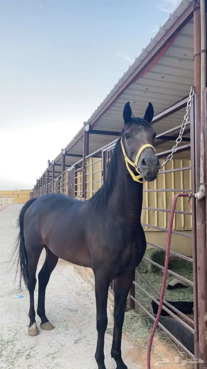 حصان الشعبي 0