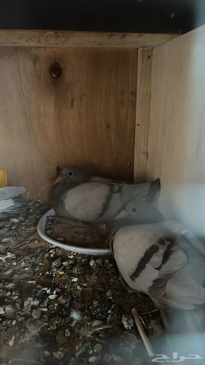 زغاليل سلفر محاكر 0