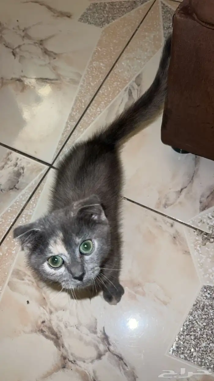 قطتين للتبني 1