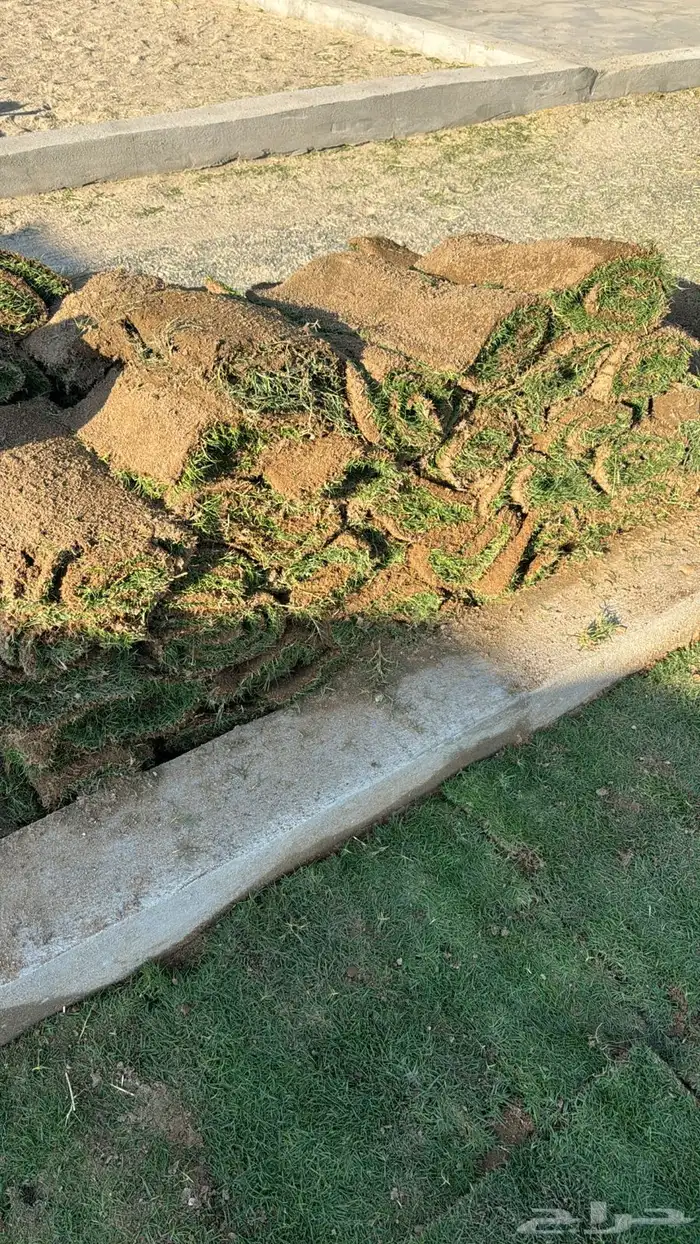 نجيلة للبيع 0