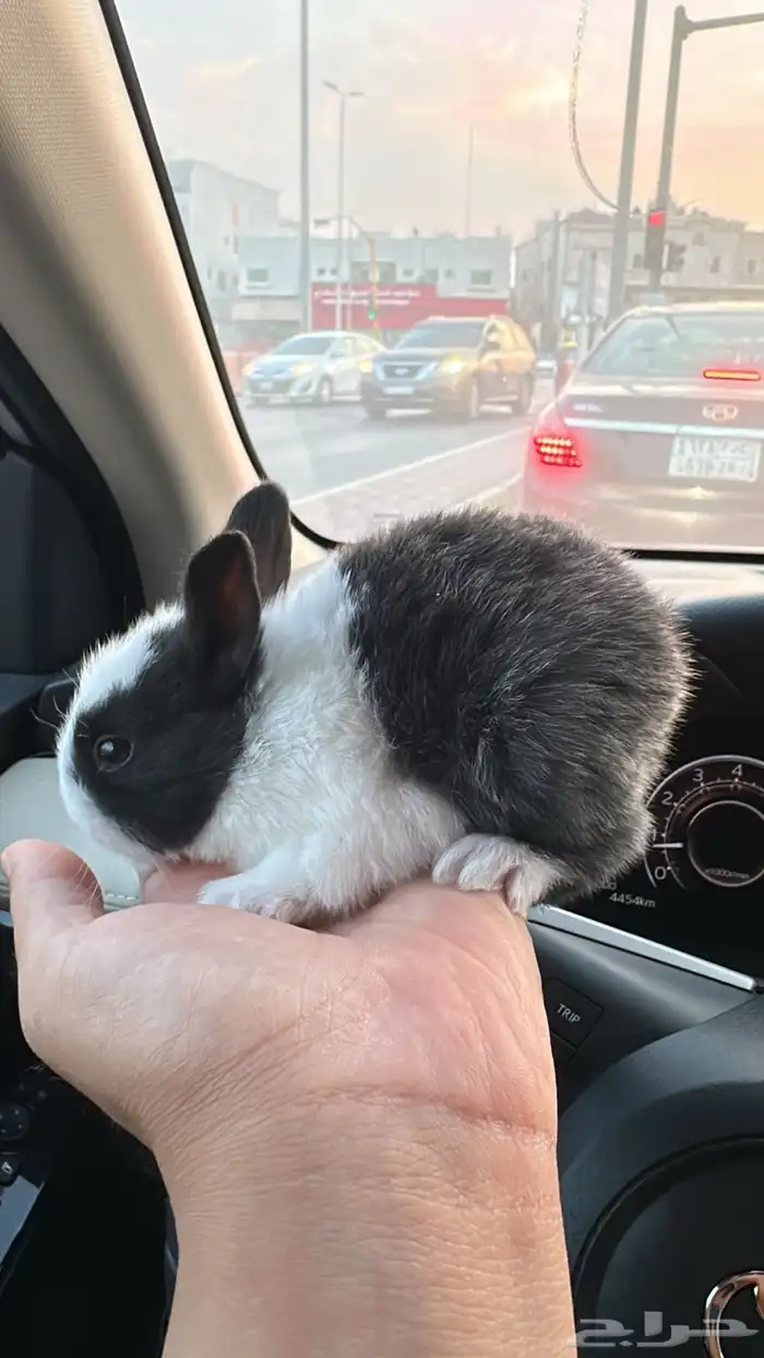 ارنب صغير للبيع 0