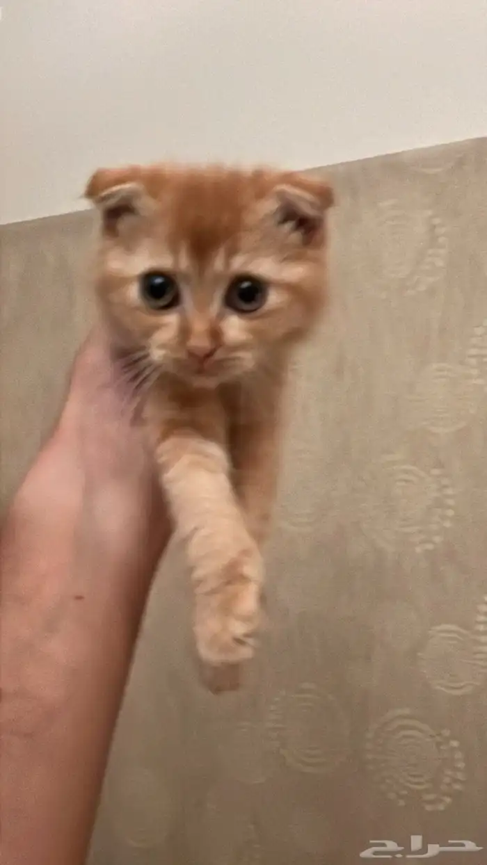 قطتين للتبني 2