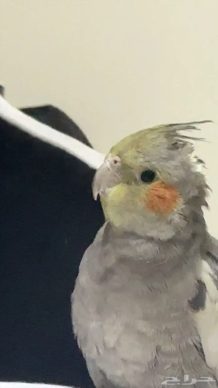 طير كروان للبيع 1