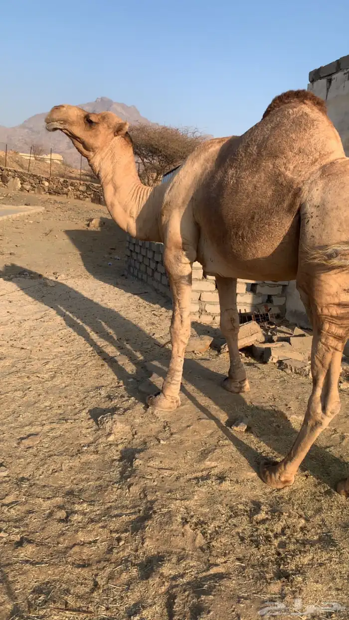 جمل ساحلي للبيع 0
