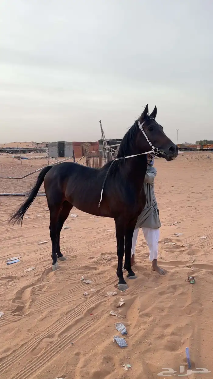 حصان الشعبي 1