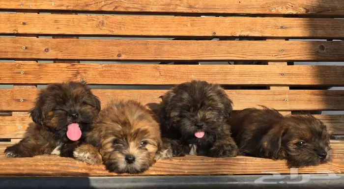 شيتزو سوبر ميني اقزام مستوى توب 9