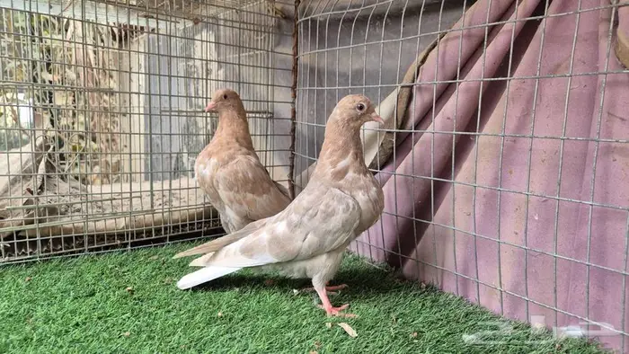 طبات حمام قلابي قطايف 3