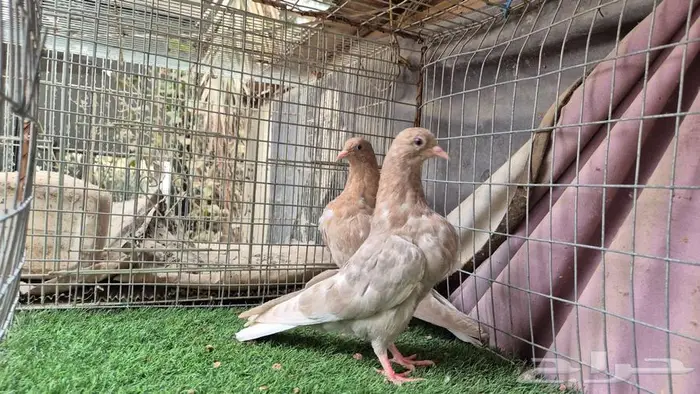 طبات حمام قلابي قطايف 2