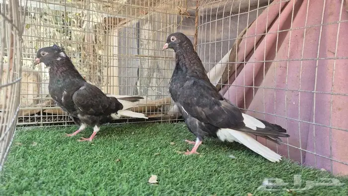 طبات حمام قلابي قطايف 23