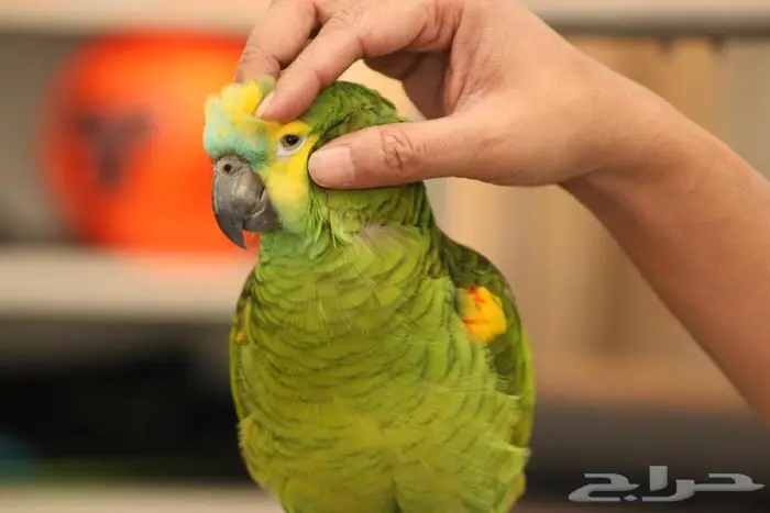 امزوني بلوفنتد جاكو 9