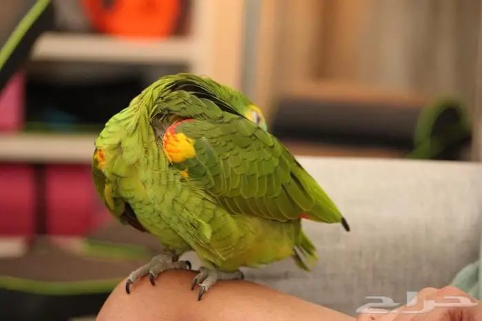 امزوني بلوفنتد جاكو 8