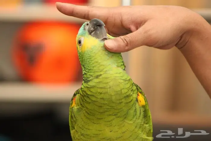 امزوني بلوفنتد جاكو 5