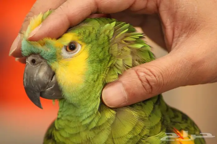 امزوني بلوفنتد جاكو 4