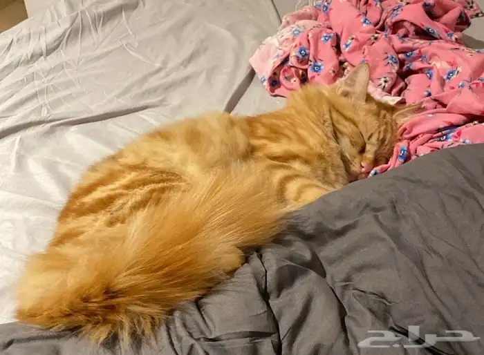 قط شيرازي ذكر للتبني 1