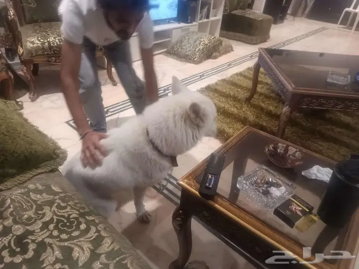 كلبه للبيع اعلى سوم 1