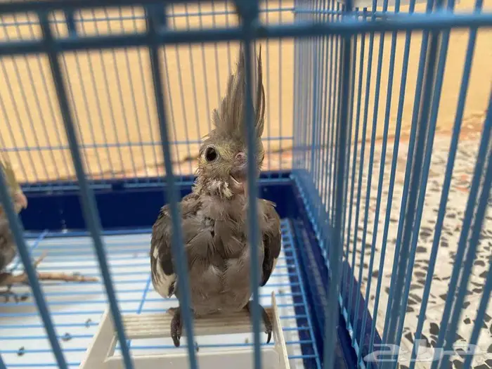 فرخ كروان اليف نهايه فطام 3