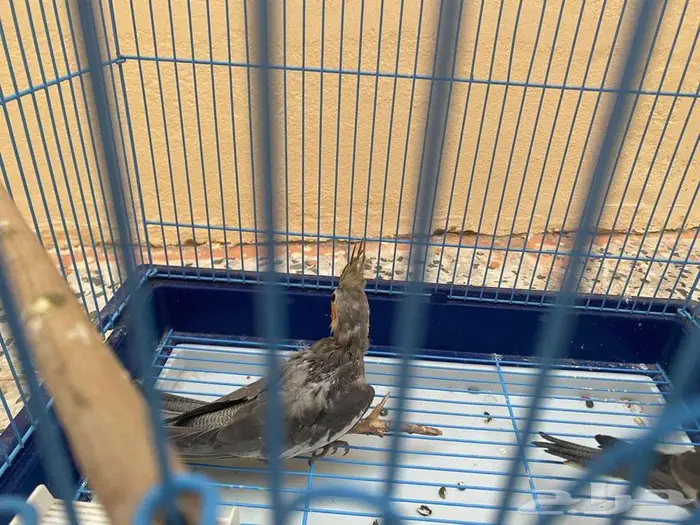 فرخ كروان اليف نهايه فطام 4