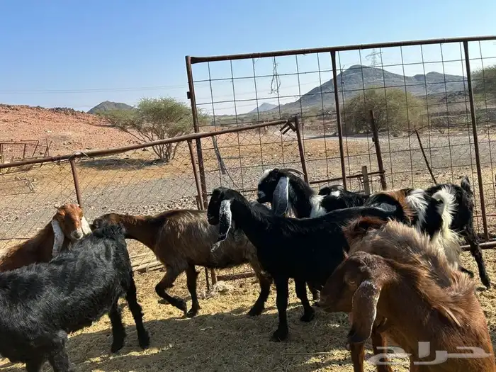 معزا مضاريع 5