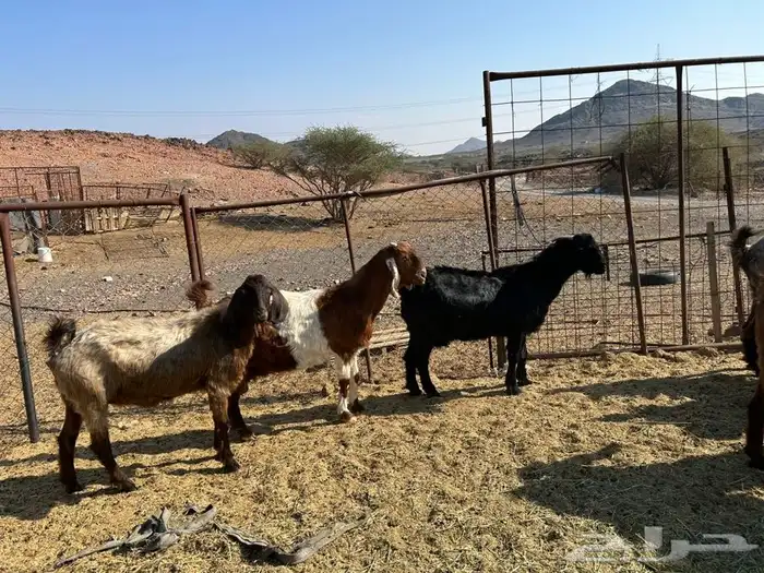 معزا مضاريع 0