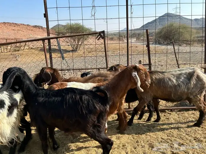 معزا مضاريع 3