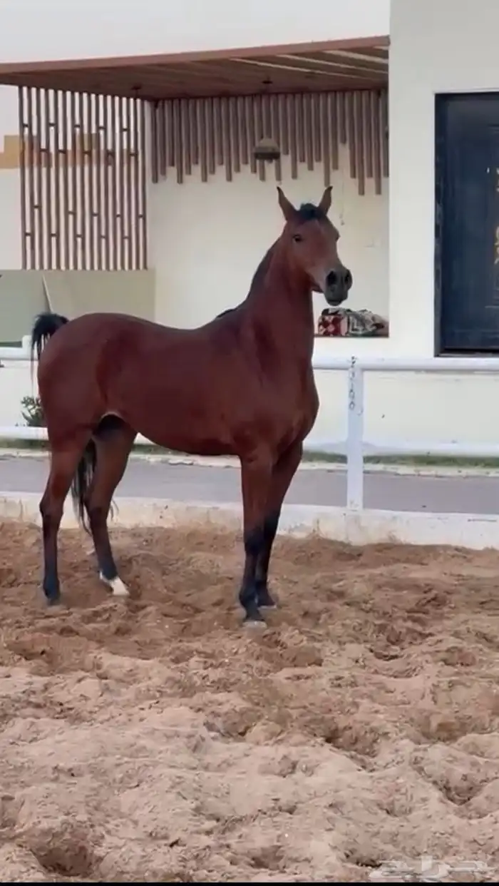 فرس شعبيه شيخه لقاح 0