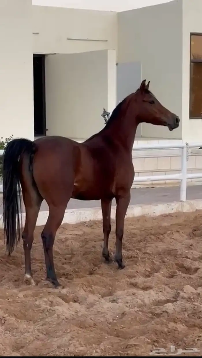 فرس شعبيه شيخه لقاح 1