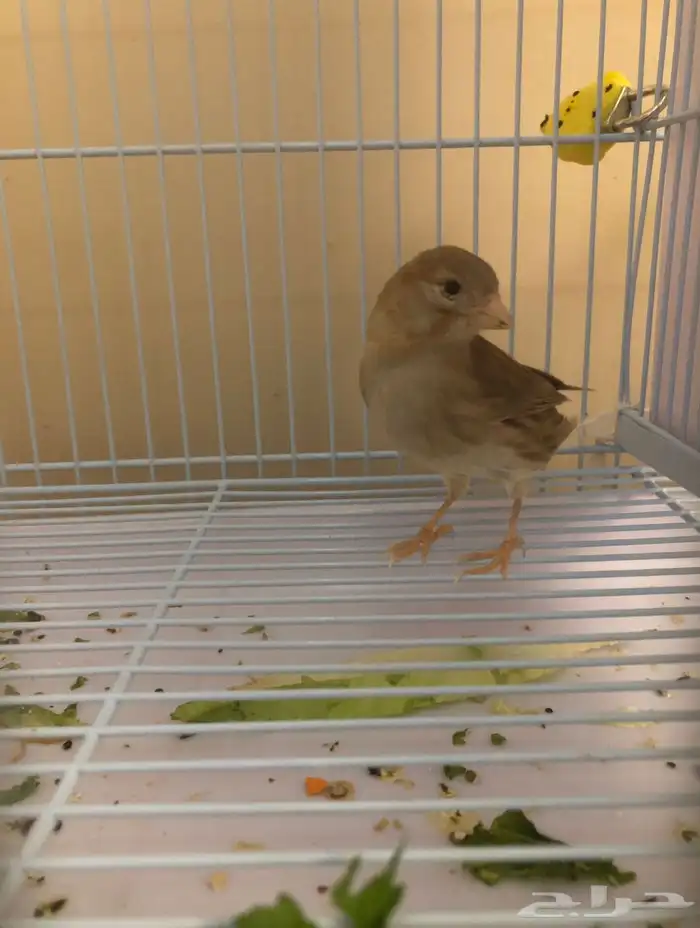 ذكرين كناري للبيع 8